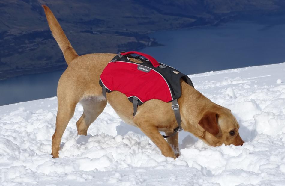 Zara digs into the snow.