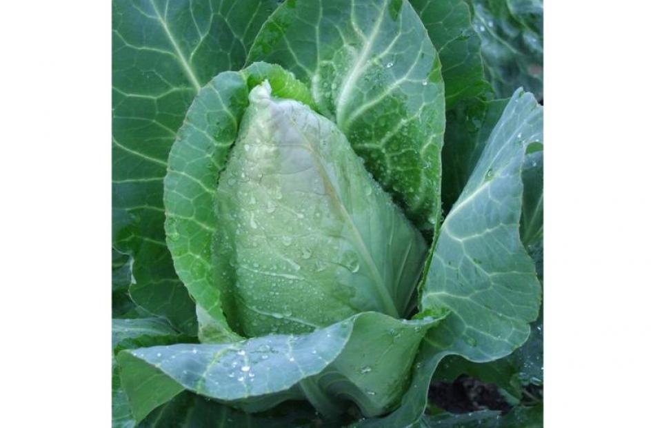 Cabbages planted now will be ready to harvest early in spring.