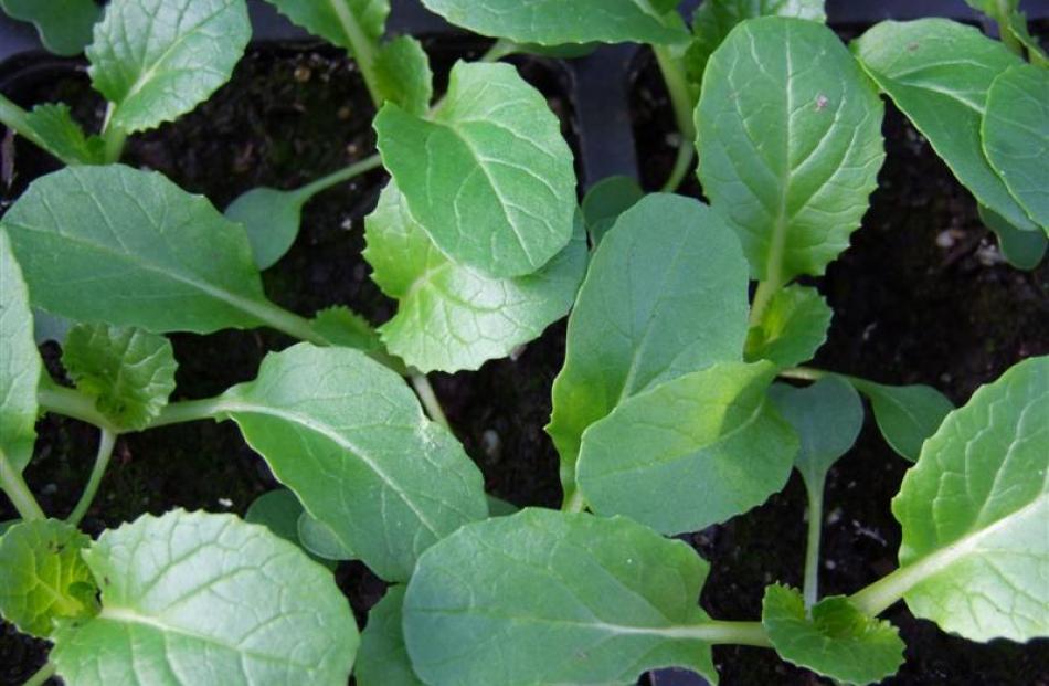 Pak choi and other Chinese cabbages are hardy and fast-growing.