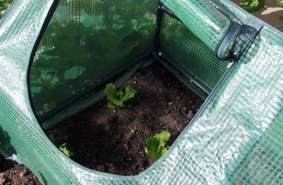 Prolong the lettuce season by planting them under cover but make sure lightweight frames like...