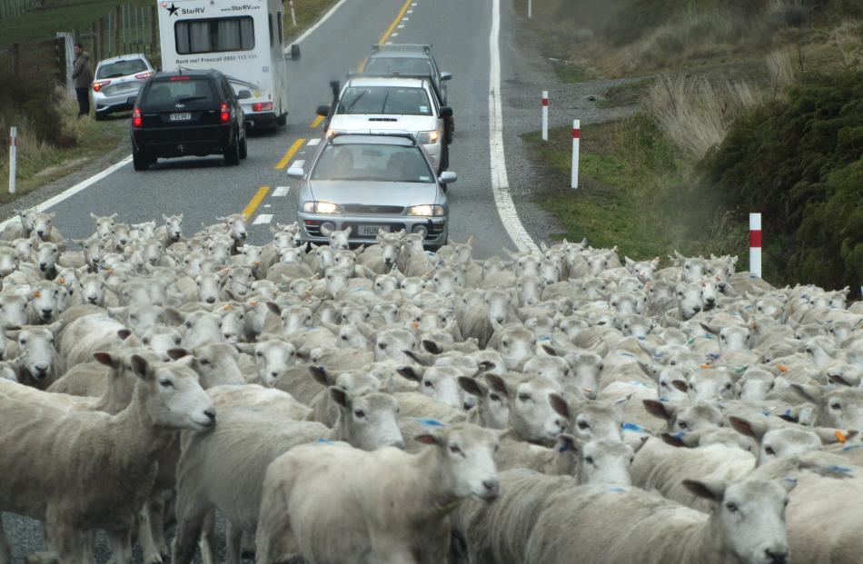 The ewes of Glen Dene Station out and about.