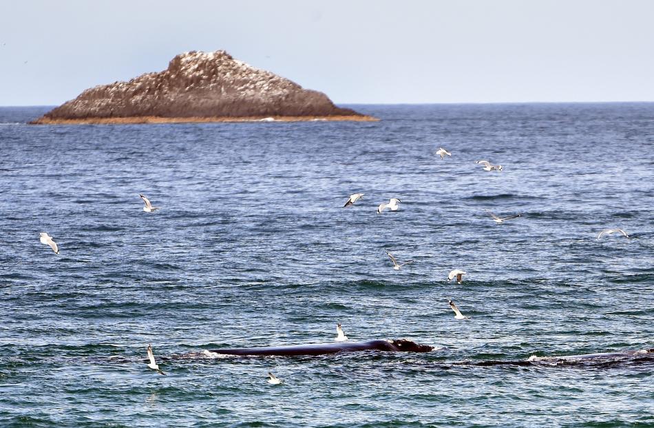 Southern right whales off St Clair Beach. Photo: Peter McIntosh