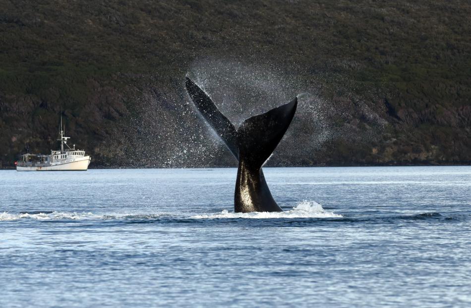 A southern right whale ‘‘lobtails’’ in Port Ross, in the Auckland Islands. Photo: Marta Guerra