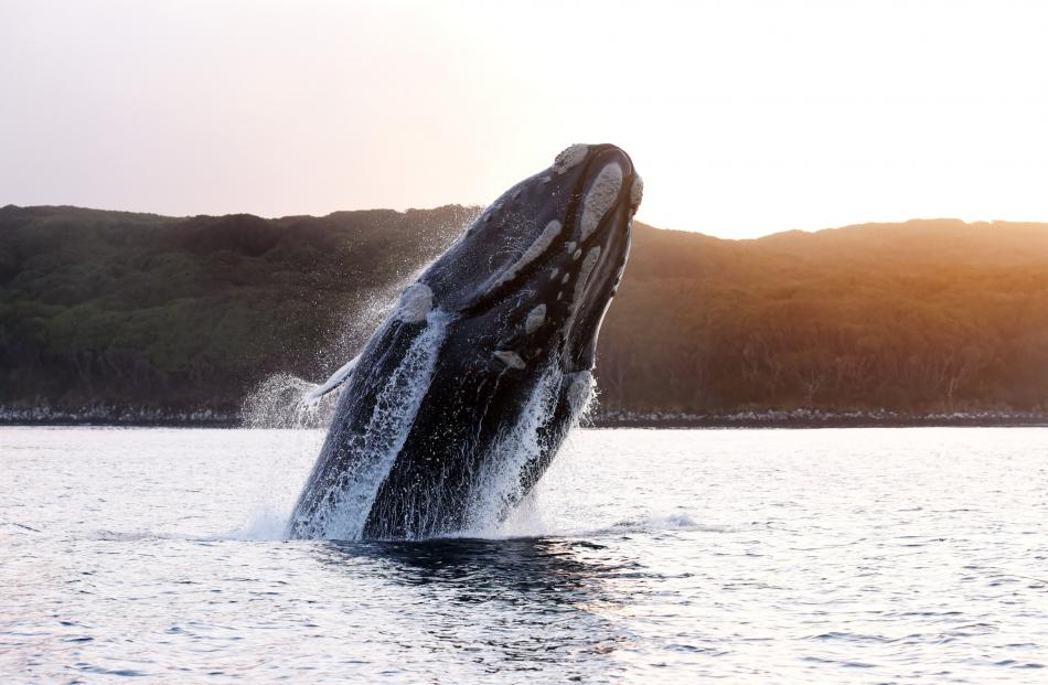 Each whale has a unique pattern of callouses, allowing researchers to recognise individuals....