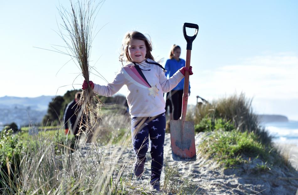 Dunedin girl Mackenzie Hepburn lends a hand during a planting project in St Clair on Saturday. 