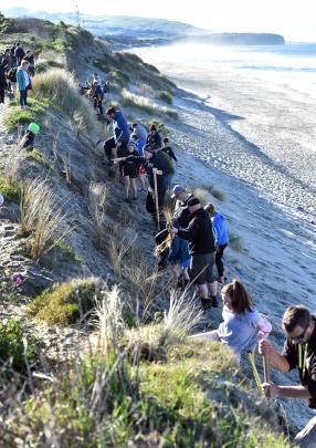 Volunteers help with a planting project in St Clair on Saturday.