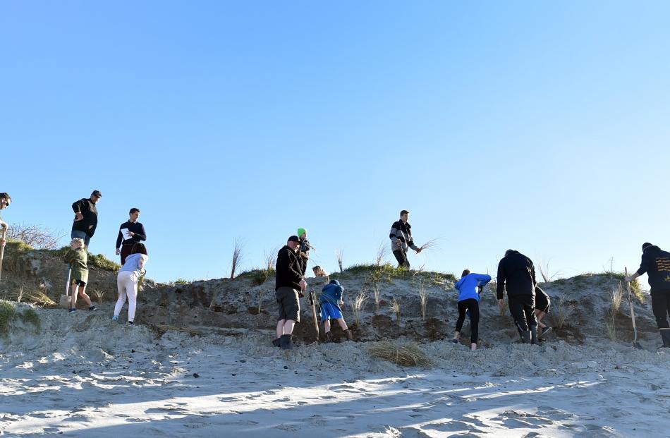 Volunteers help with a planting project in St Clair on Saturday.