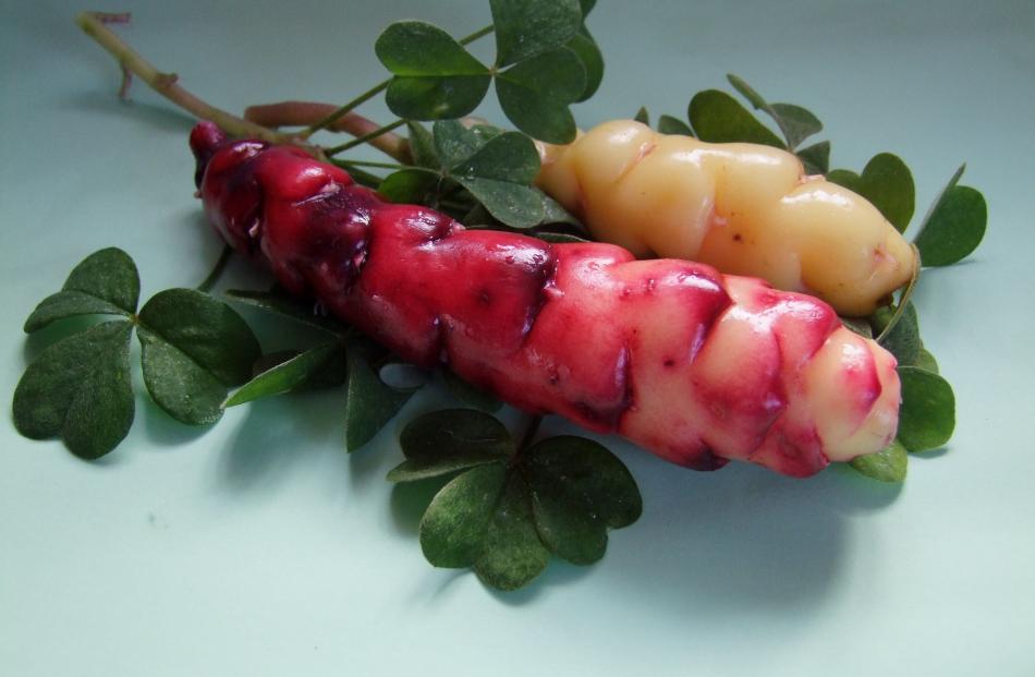 There is considerable variation in red oca tuber colour, even from the same plant, as shown here....