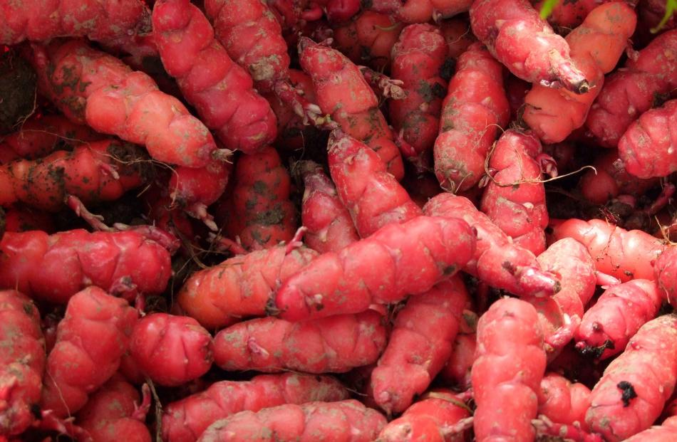 A good yield of pink oca, with lots of even-sized tubers.
