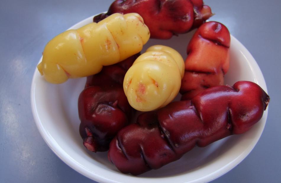 Red and yellow oca usually seem to have bigger tubers than pink.