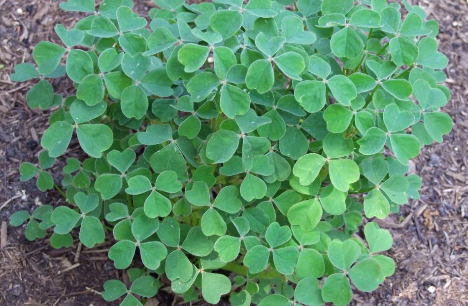 Shamrock-like oca foliage may have given rise to to the nickname Irish potato.