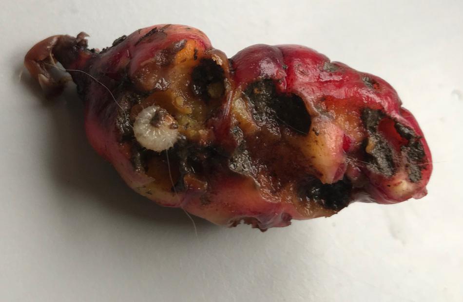 Grass grubs can damage oca, especially those growing close to the surface.