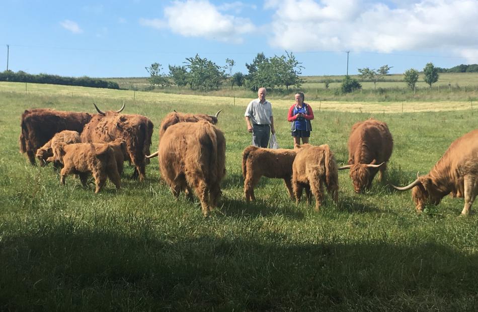 Checking out some Scottish Highland cattle. 