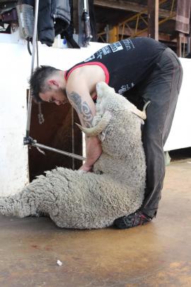 Tyson Crown starts on one of the many sheep to be shorn throughout the day. 