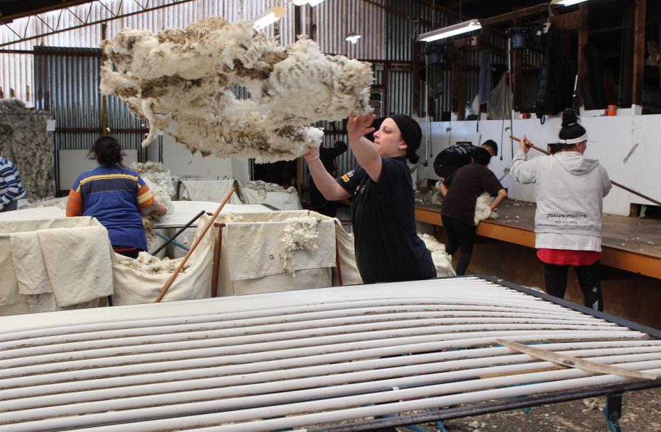 Rousie Amy Ferguson throws up a merino fleece to prepare it to be laid out to be sorted. PHOTO:...