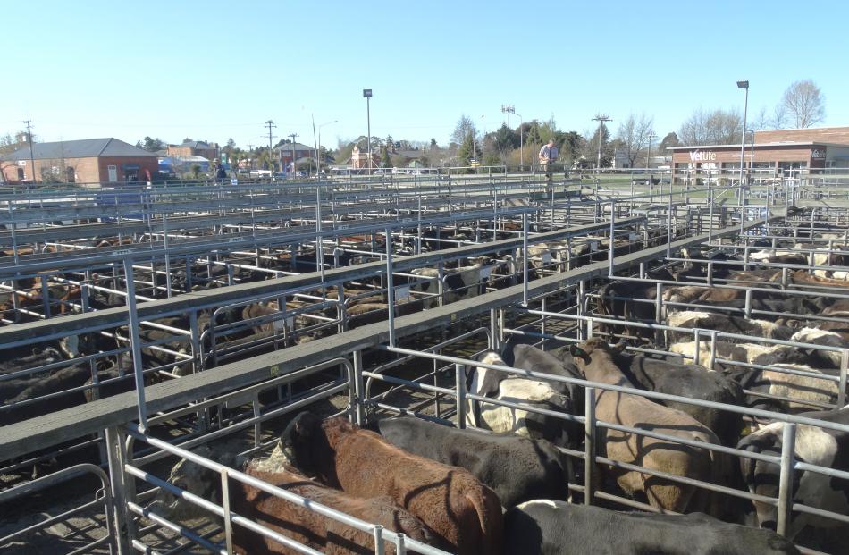 The cattle pens cover a large area.