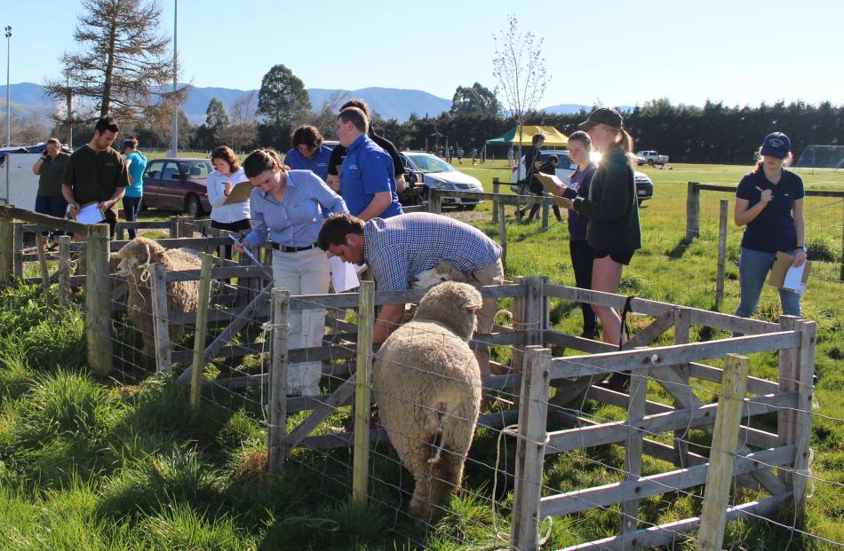 Tasman young farmers test their skills judging sheep.
