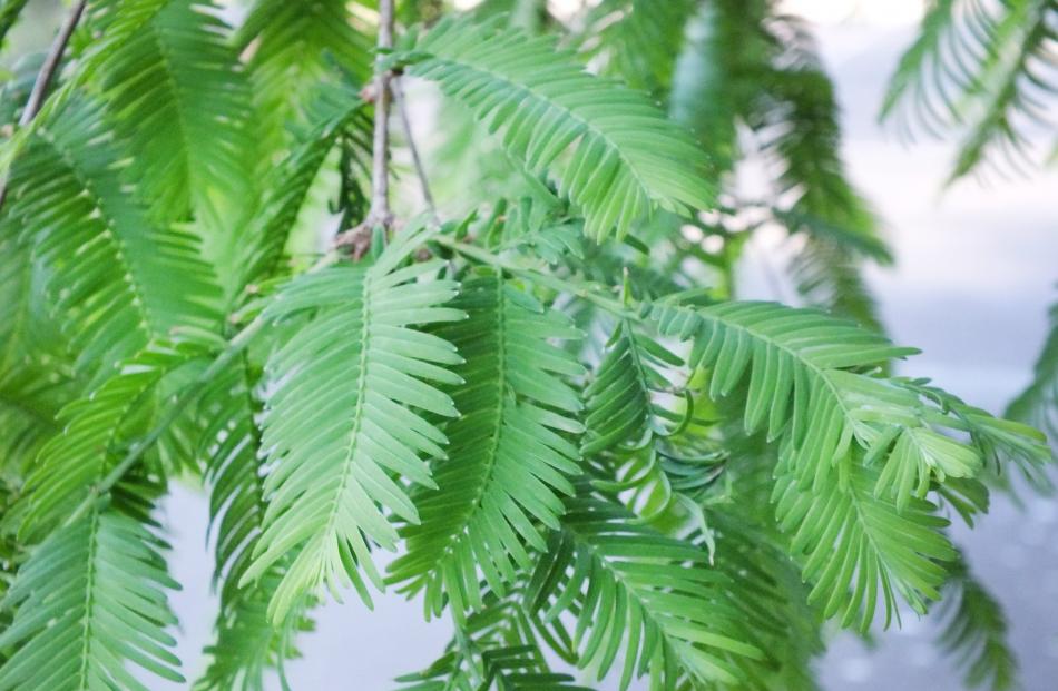 Dawn redwood's foliage is typical of most conifers...