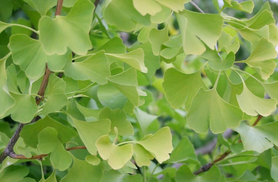 ... but the gingko is quite unlike it. 