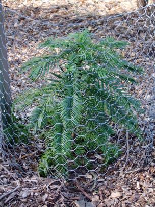 Initially, Australian botanic gardens caged their Wollemi to prevent thefts. 