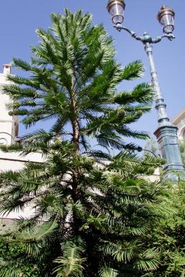 Wollemi pines have been distributed around the world. This one is in Monaco. 
