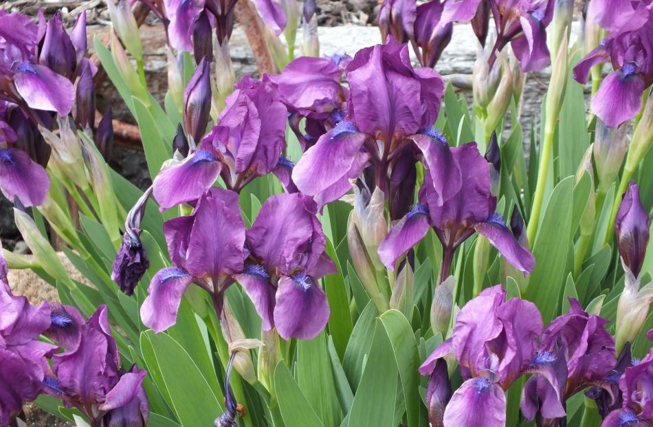 A clump of early-flowering irises in Diana Dixon's rockery.