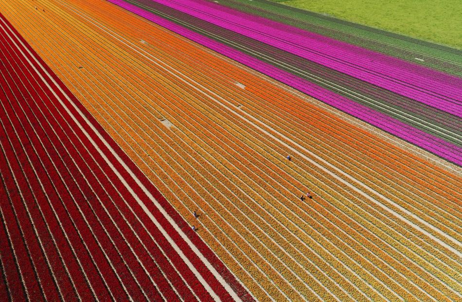 David Wall's drone aerial of workers on a tulip farm in Edendale, Southland, won the colour category. Photo: David Wall/NZ Geographic 