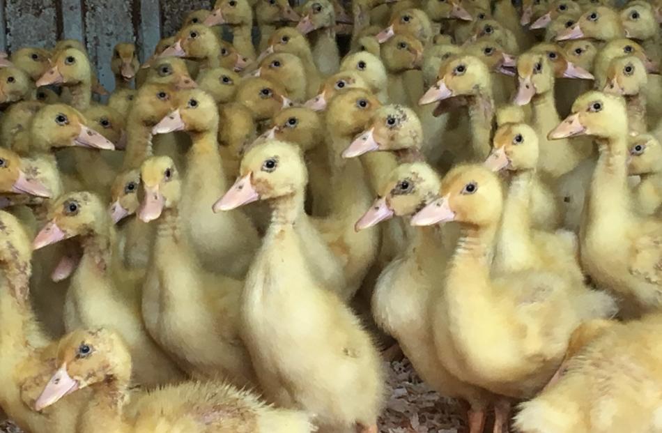 These ducklings are one and a-half weeks old. 