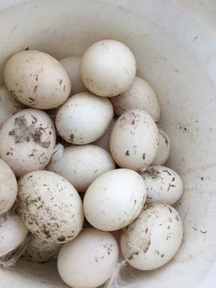 Duck eggs are plentiful at Crozier's Free Range Ltd.