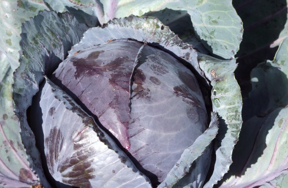 Red and green cabbages, as well as cauliflowers and broccoli, are descended from a single species...