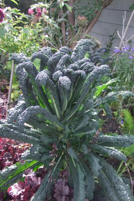Strong-tasting Cavolo Nero is an Italian kale currently popular. 