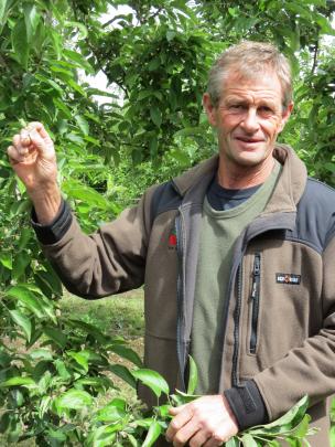 Hollandia Orchard manager Murray Booth, of Earnscleugh, was happy to show the apple orchard to pupils visiting from the Waiau Area School in Tuatapere last week. Photos: Yvonne O'Hara