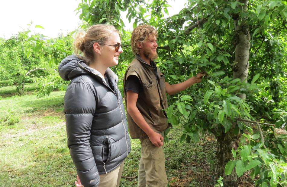 Hollandia Orchard worker Jonathan Bates, of Alexandra, and Seasonal Solutions' regional labour co-ordinator Laura Sutherland listen to orchard manager Murray Booth.