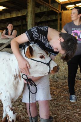 Michael Monaghan (12) gets to know his calf. 