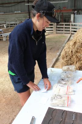 Anna Hughes, of the Te Anau Young Farmers Club, tries to name different types of wool.
