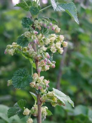 Fruit on bunches (strings) of modern blackcurrants ripen all at once. 