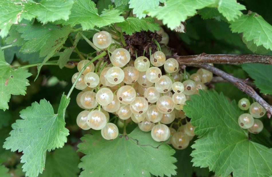Whitecurrants have lower vitamin content than black or redcurrants. 