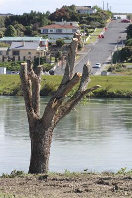 A neatly lopped willow tree, on the banks of the Clutha River in Balclutha, sits in stark...