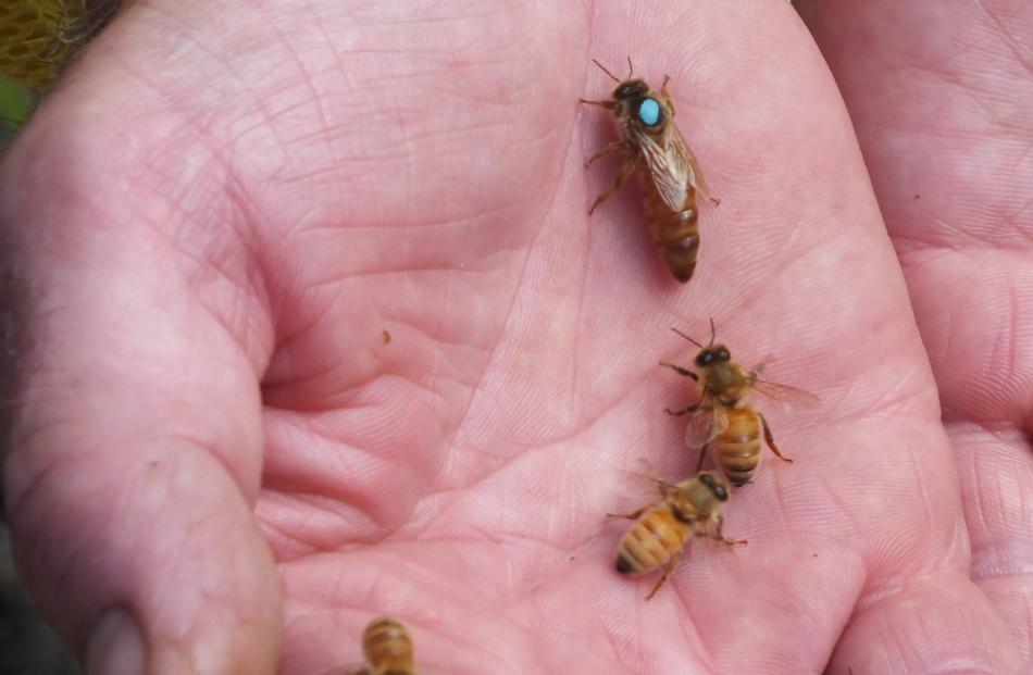 Resting on Murray Rixon's hand, a queen bee is identified by the blue dot. 