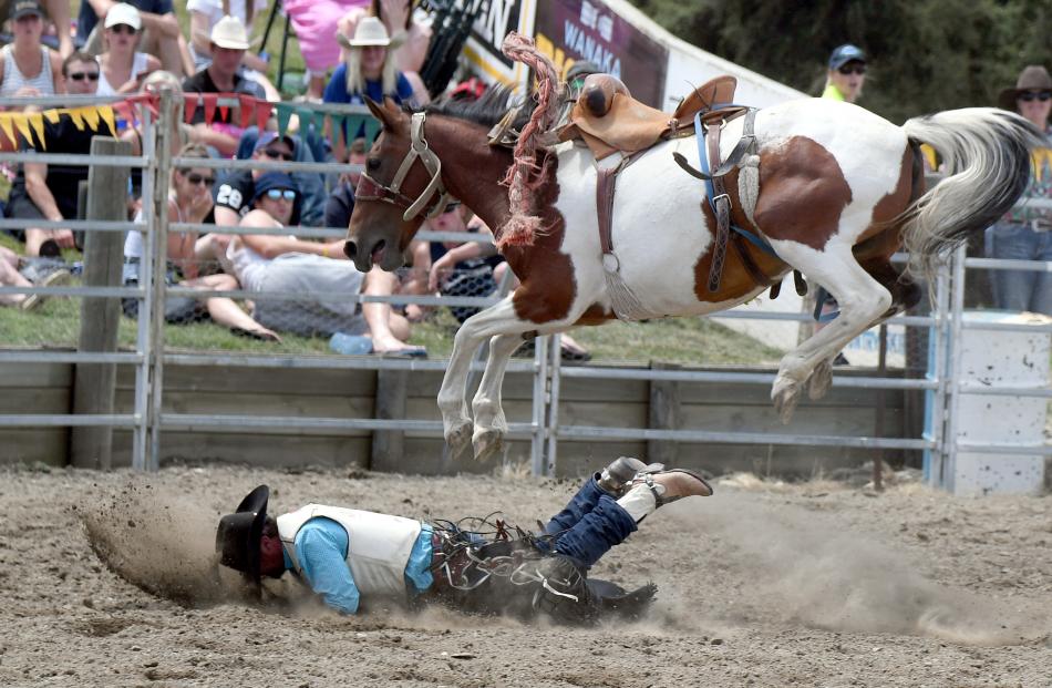 The horse has the last laugh as Ross Dowling, of Havelock North, bites the dust in the open...