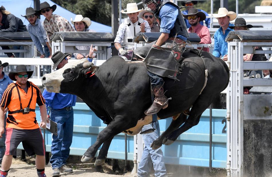 Cody Milton, Middlemarch, in the open bull ride.