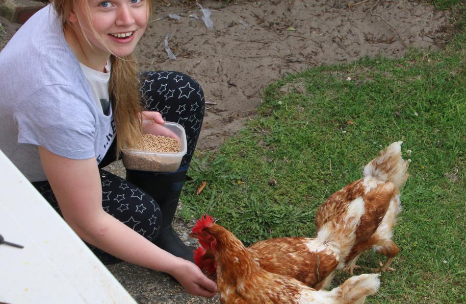 Anna Canning (16), of Dunedin, feeds chickens in Tomahawk on New Year’s Day. Photo: Bill Van Der...
