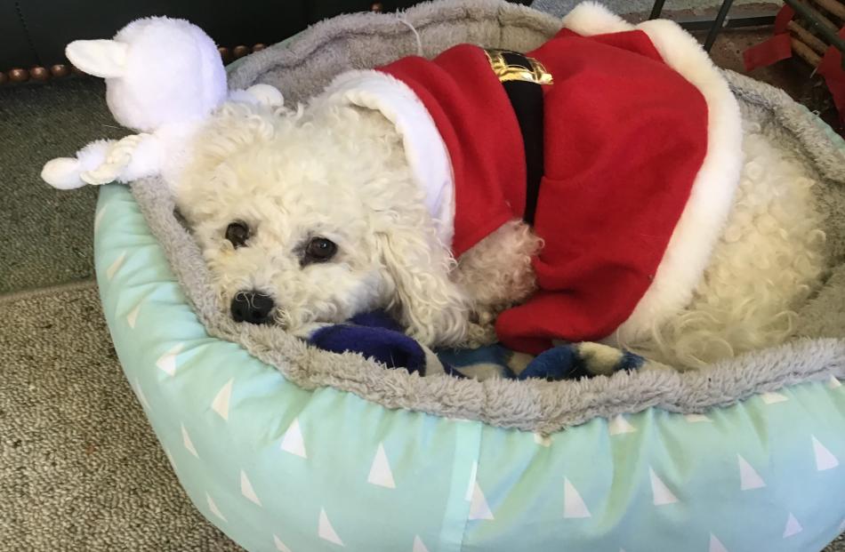 Poodle-bichon cross Sophie (9) on Christmas Day in Duntroon. Photo: Wendy Ockwell