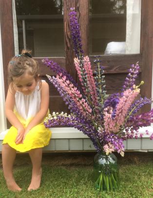 Isla Grant (5) takes a break from gathering lupins in Naseby on January 4. Photo: Karyn Grant