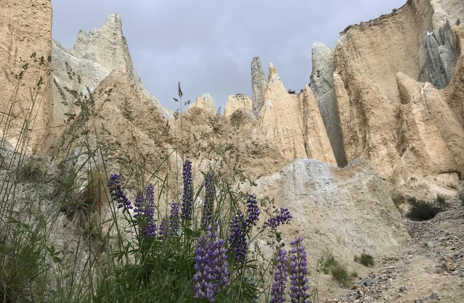 Lupins and pinnacles, botany and geology, at Clay Cliffs near Omarama, on Boxing Day. Photo:...