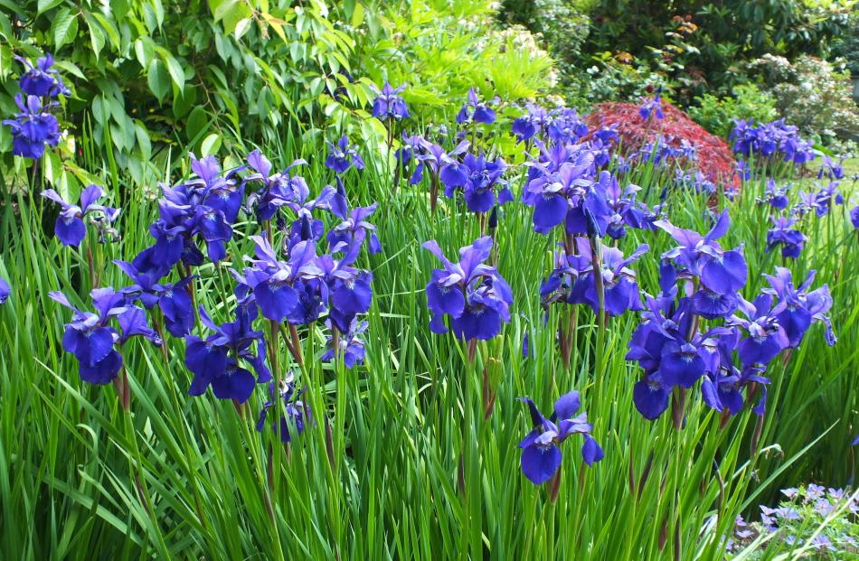 Bold blue irises are a November feature. 