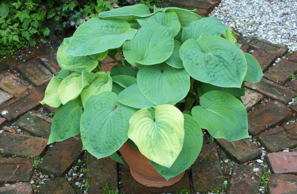 Hostas are good subjects for pots. 