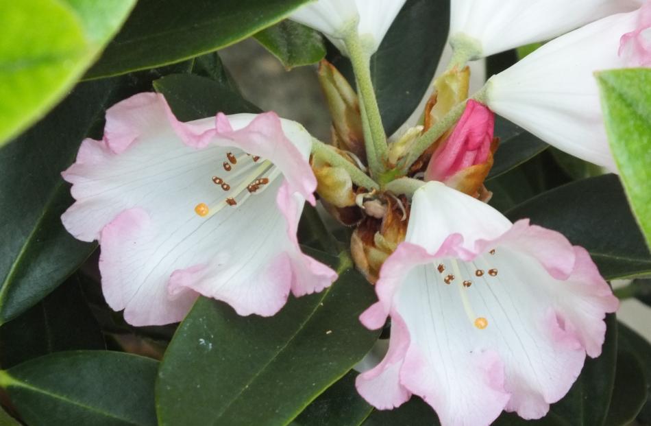 Irene Bain is one of the many rhododendrons that do well in this area.