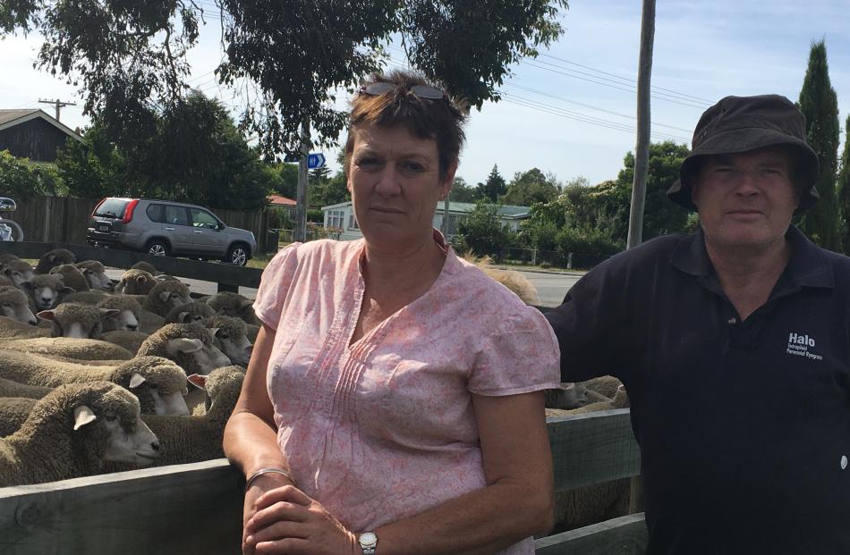 Greta Valley farmers Andrea Young and Roger Marsh check out a line-up of two-tooth Corriedale...