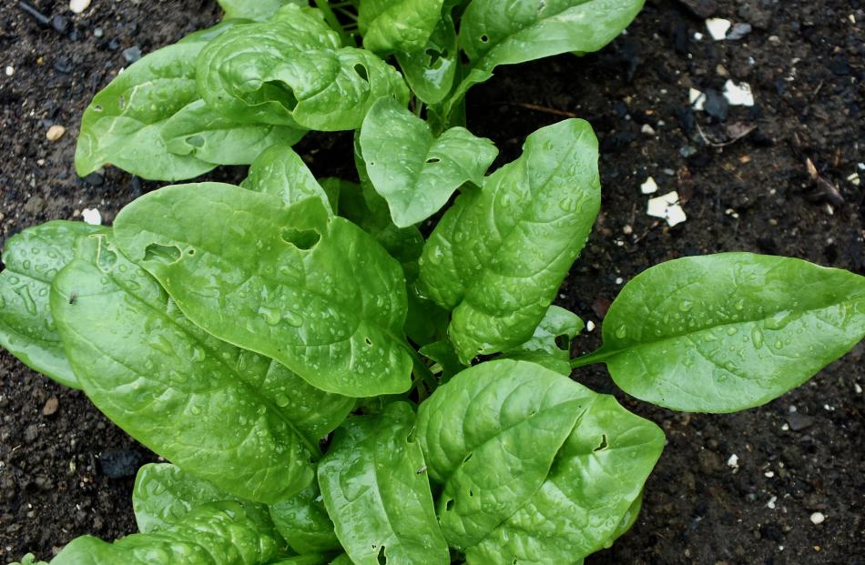True spinach (Spinacola oleracea) does not cope well with drought. Photos: Gillian Vine 